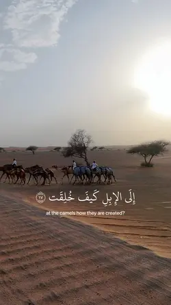 أفلا ينظرون إلى الإب