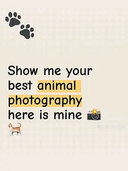 animal photography