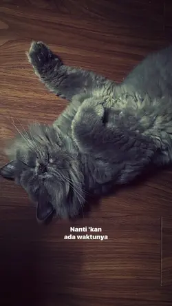 mau tak mau - tsaqib