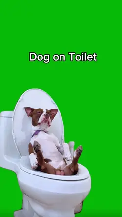 Dog on Toilet