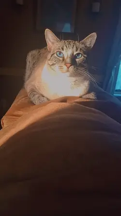 I love my cat!!!!!!!