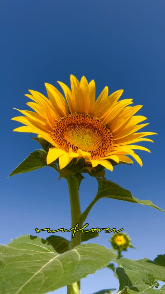Girasol 