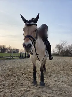 as an Equenstrian
