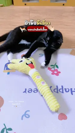 ของเล่นแมว 🐈👋🏻✨