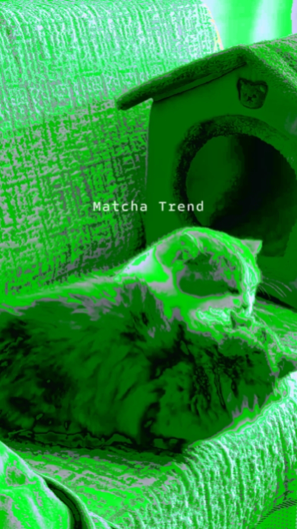 Matcha cat! trend
