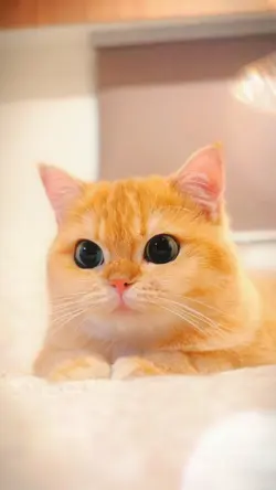 cat cute