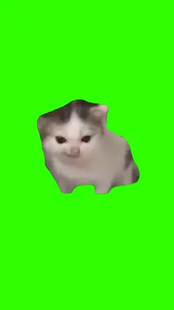 German cat