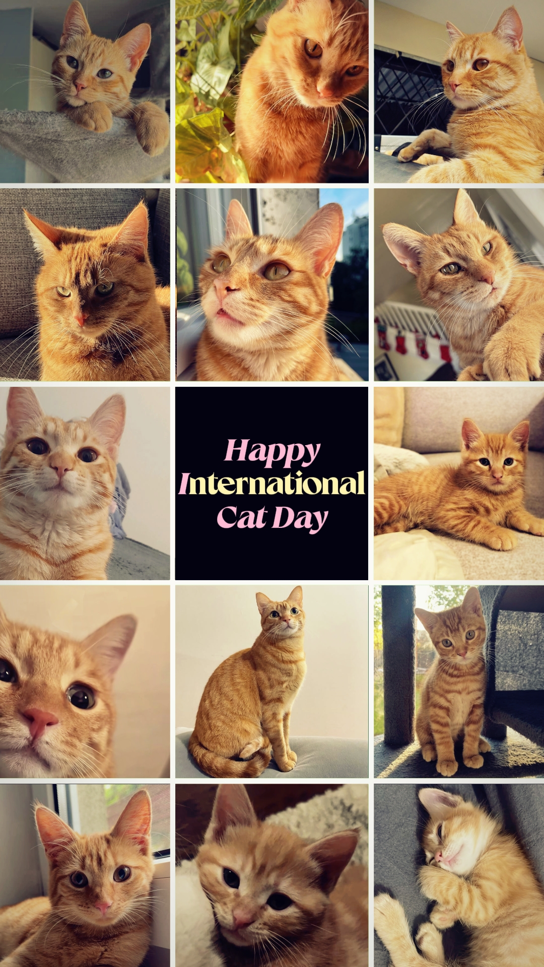 Dia do gato