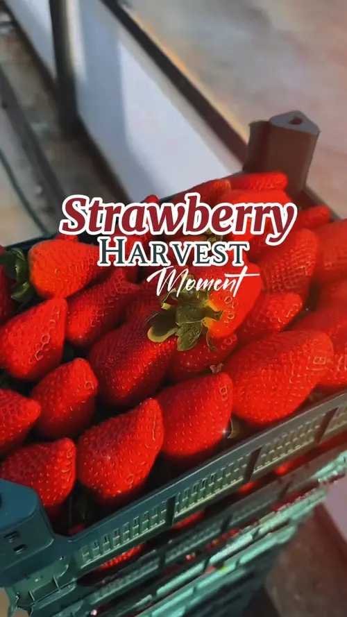 Harvest moment