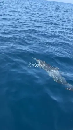 Dolphins watching