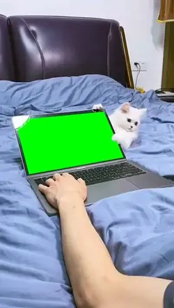 cat biting photo 