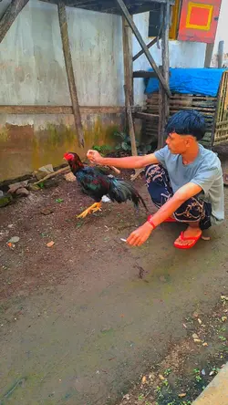 trend ayam