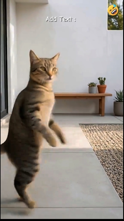 Funny Dance Cat