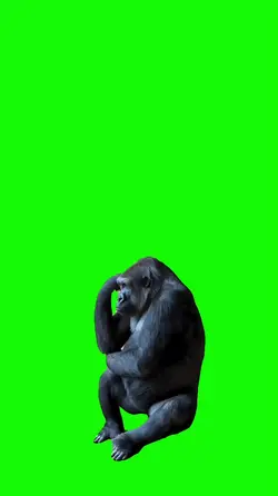 •Gorilla meme