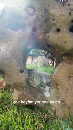 kedi / cat video