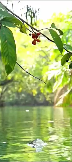 fish view mentahan