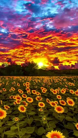 Magic View Sunflower