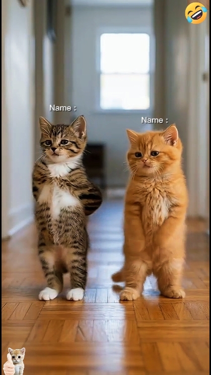 Dance Cat