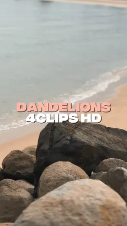 Dandelions 4C