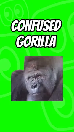Confused gorilla