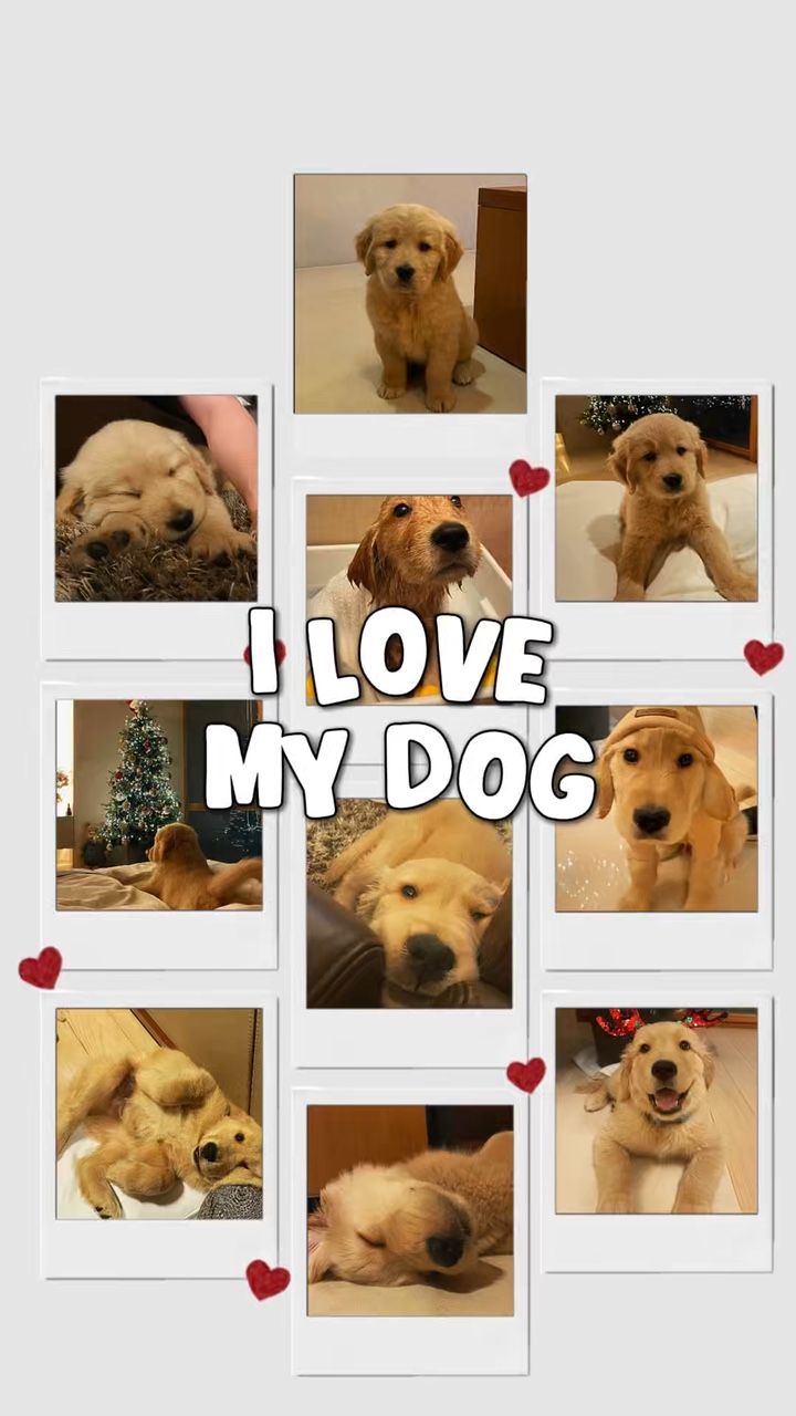 Eu amo meu cachorro