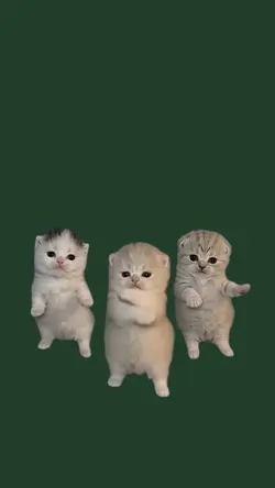 trend dance