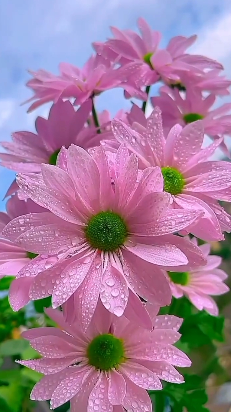 my flowers
