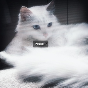 Mehr Katzenüberlieferungen