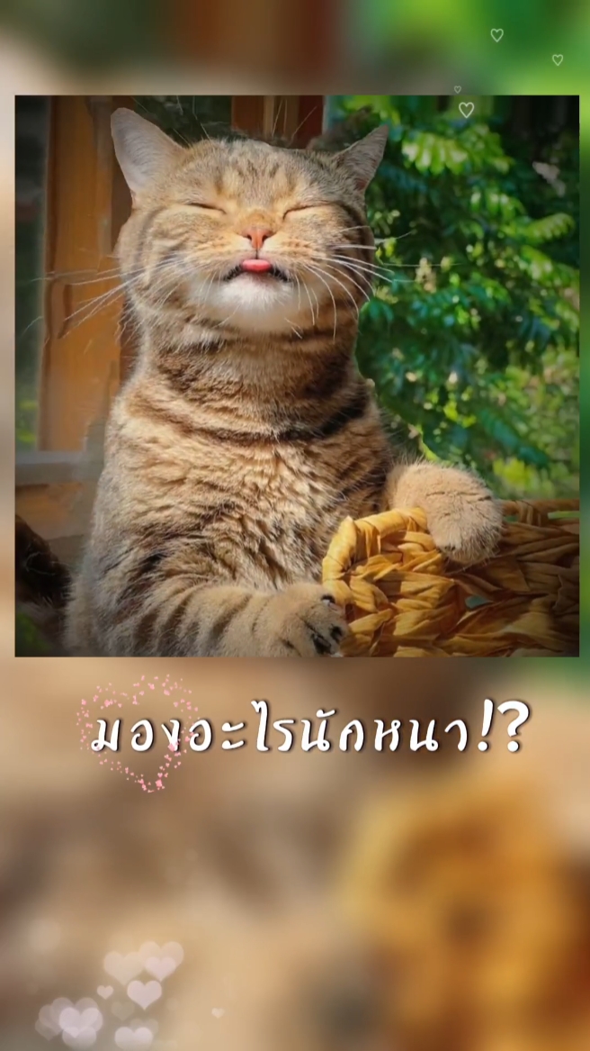 มองอะไรนักหนา