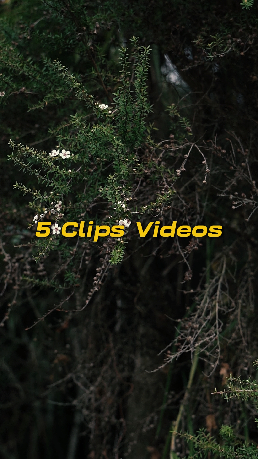 Kinoreife 5 Videos
