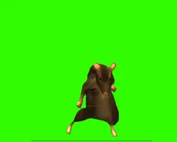 dancing rat