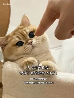 ペットの反抗期