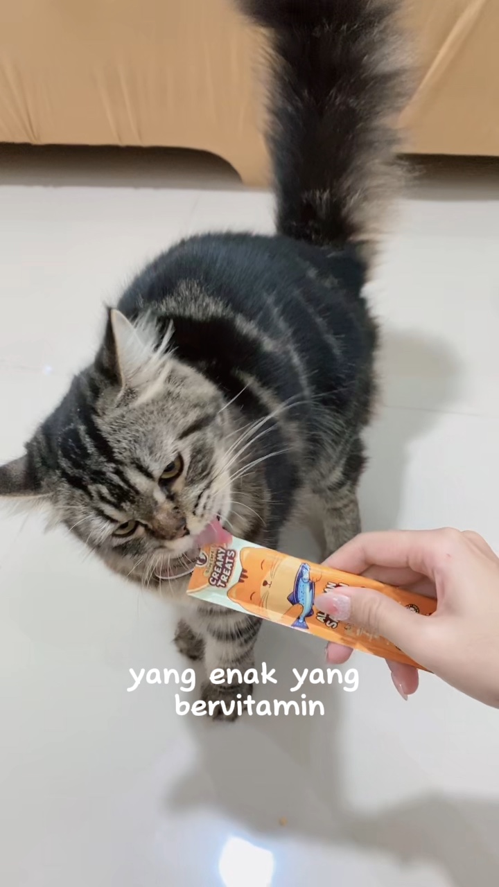 sound kucing