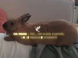 Repose en paix 🕊️🫶🏻