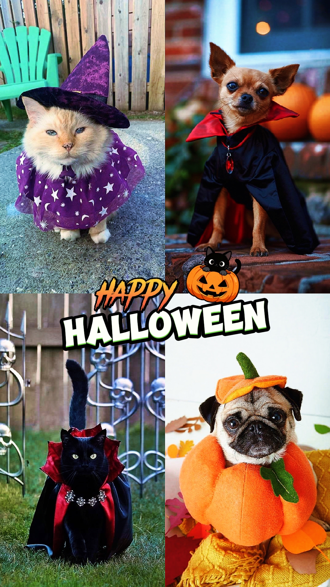 Süßes Haustier Halloween