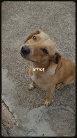amor da minha vida
