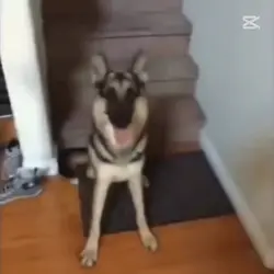 normal dogs