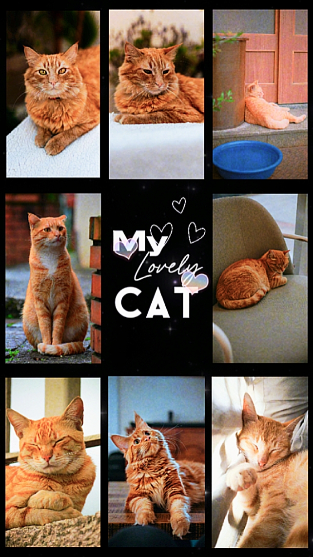 My lovely cat