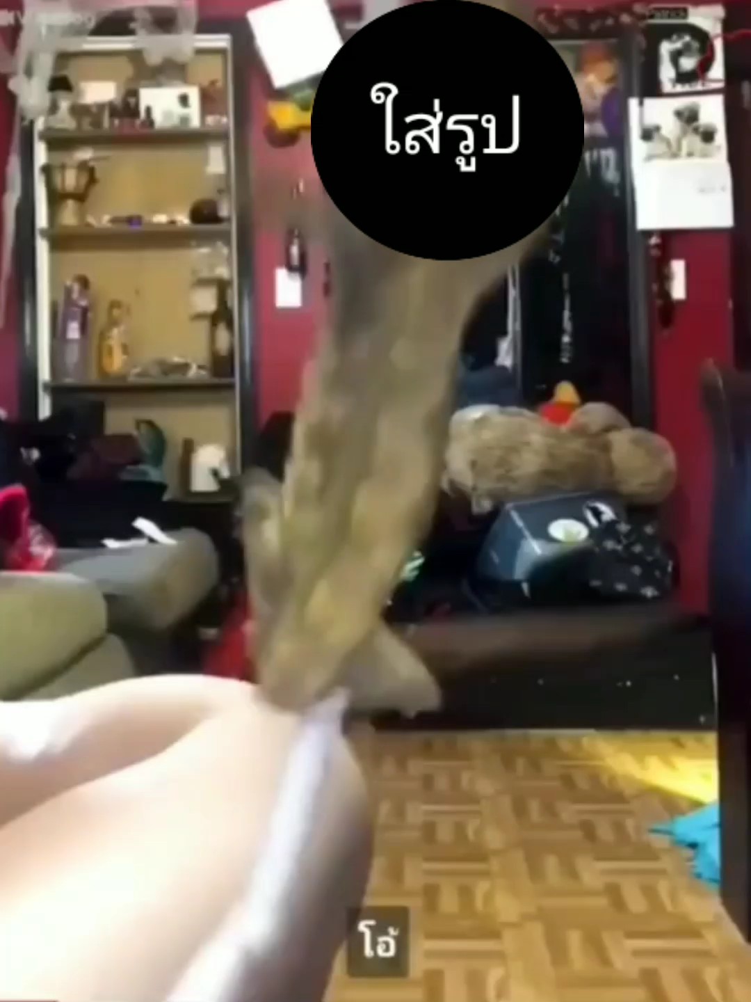 มีมจิ้งจก