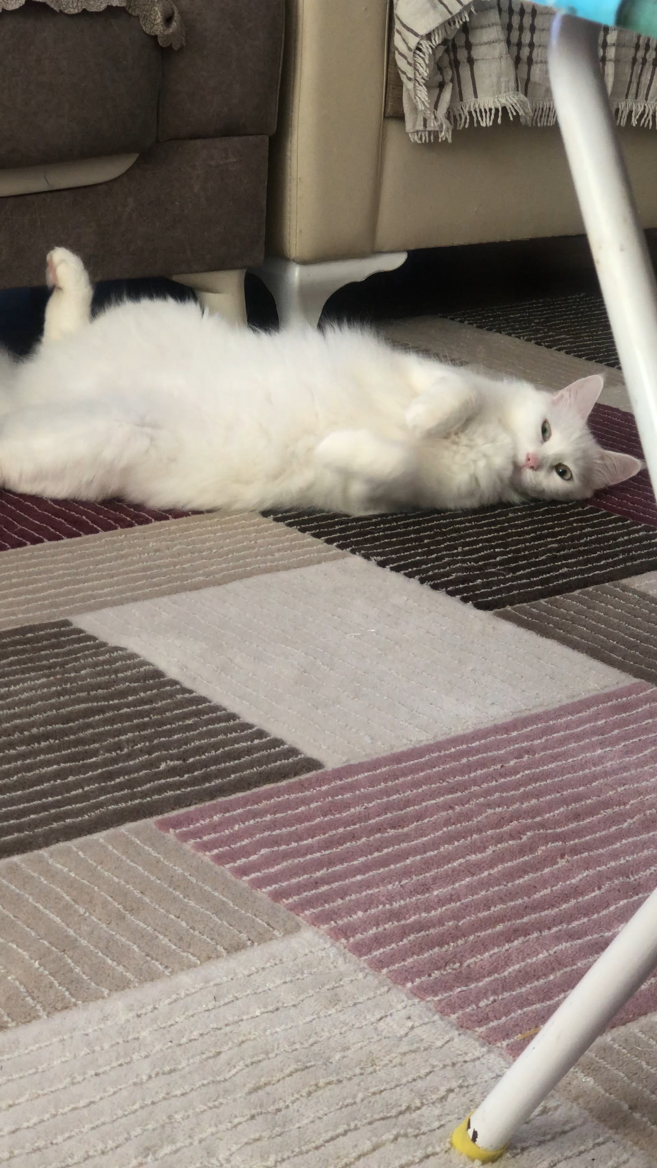 look at my cat miço!