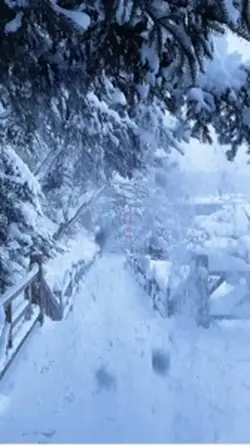 Snow Trend