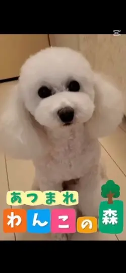 可愛いワンちゃんがあつ森の仲間に💖