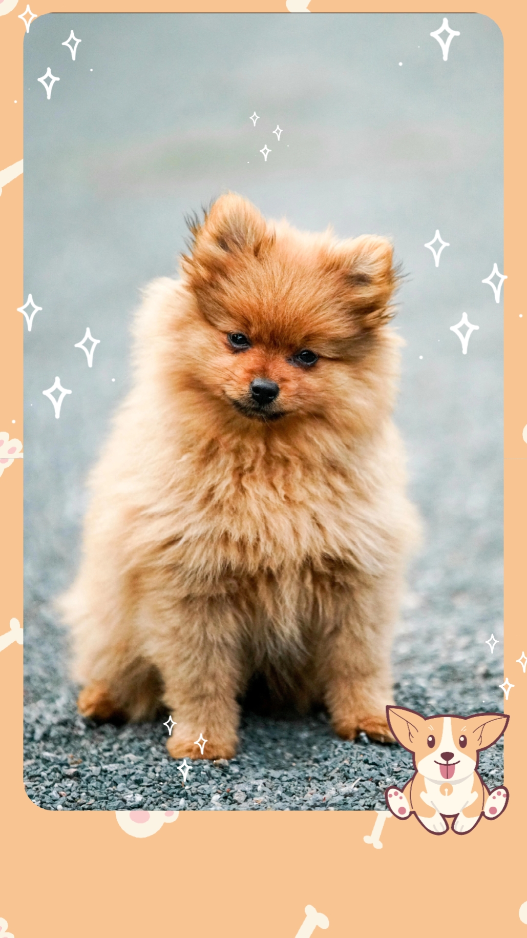 How much is that dog