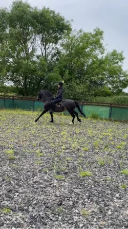 Our second canter 