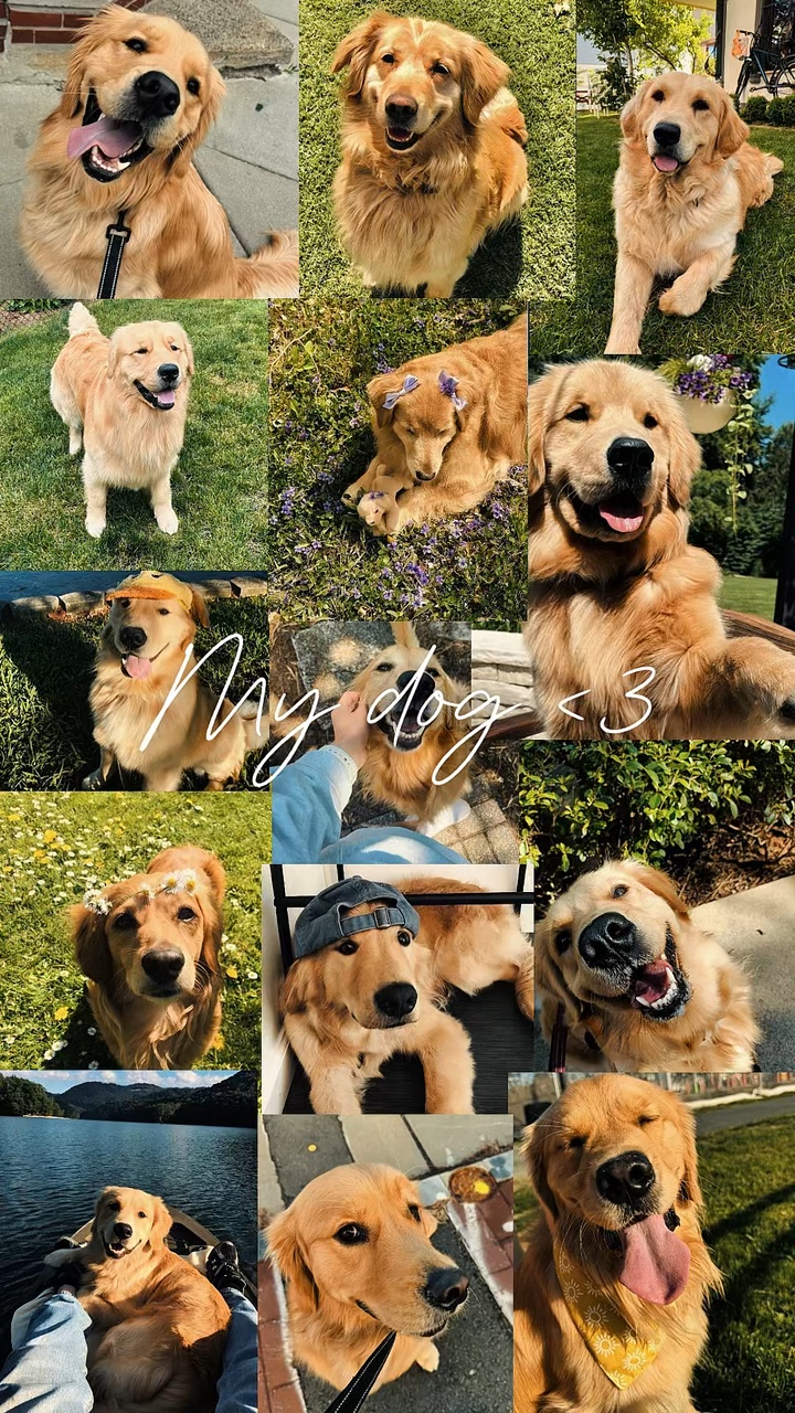 Mein Hund
