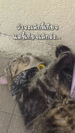 แคปชั่นแมวตลก