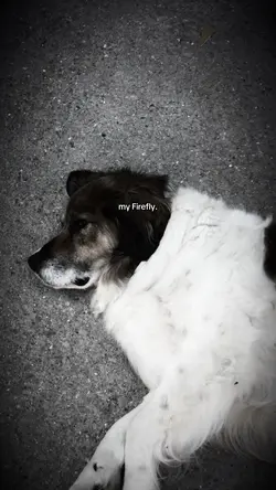 firefly.