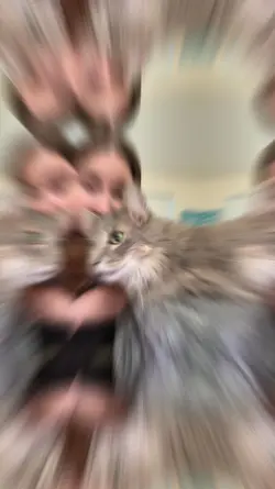 Lol my cat