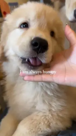 am always hungry