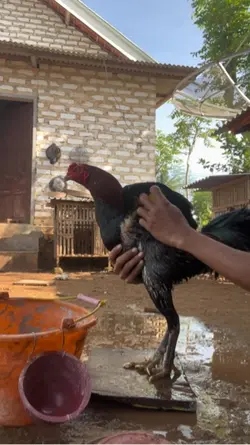 efek tidak abar ayam